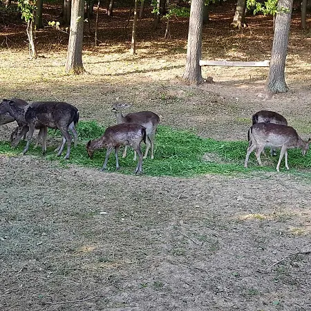 Etno Domacinstvo Milenkovic