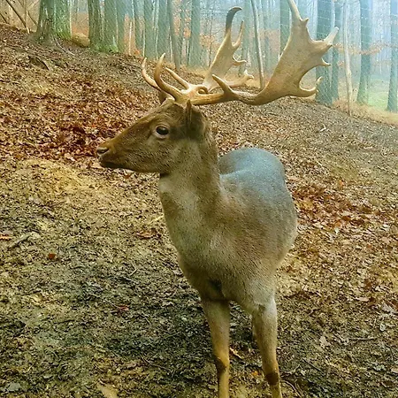 Etno Domacinstvo Milenkovic Alojamento de Turismo Rural Despotovac