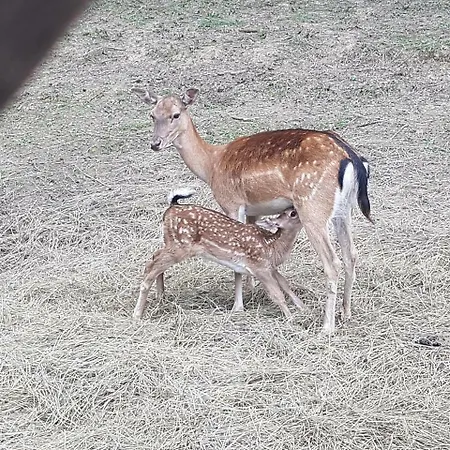 Фермерский дом Etno Domacinstvo Milenkovic Деспотовац