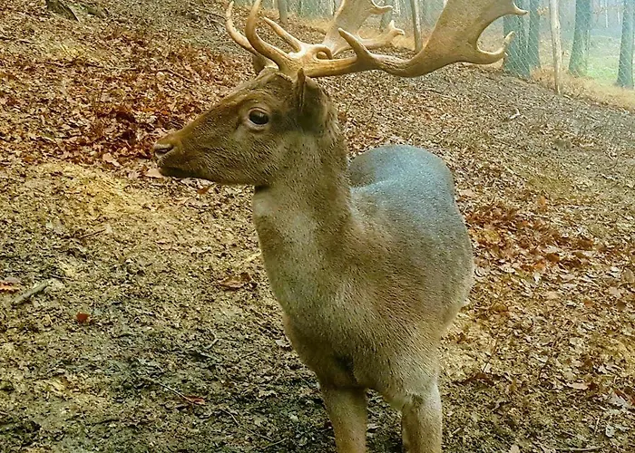 Etno Domacinstvo Milenkovic Agroturismo Despotovac