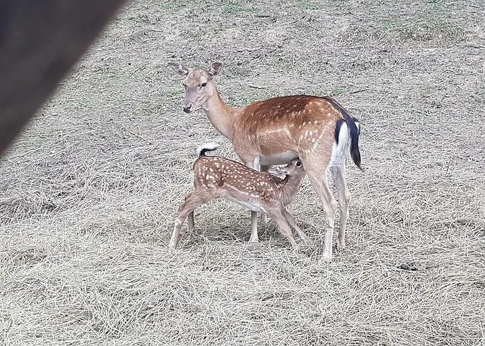 Smještaj na farmi Etno Domacinstvo Milenkovic Despotovac